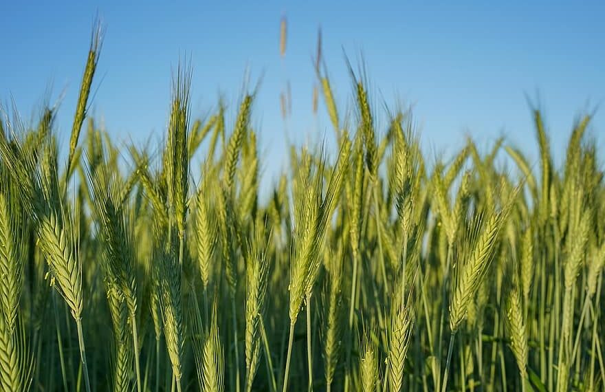 محصول الشعير