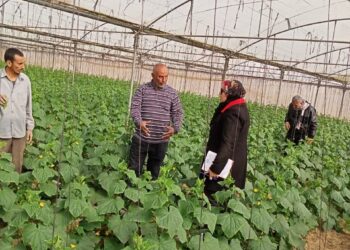 حملة تفتيشية على صوب إنتاج الخضر بالإسماعيلية