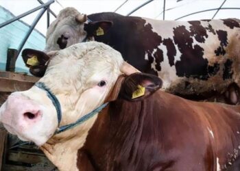 الطب البيطري