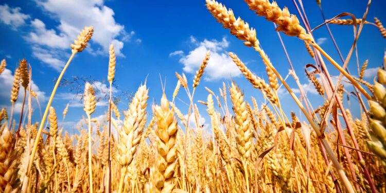 القمح.. كيف تنجو بمحصولك من موجة الأمطار المتوقعة؟ إليك الإجابة 1 القمح