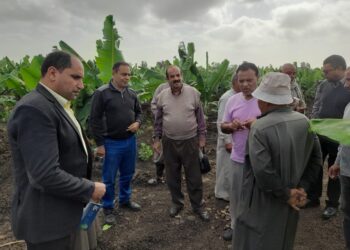 الموز من التجهيز للحصاد