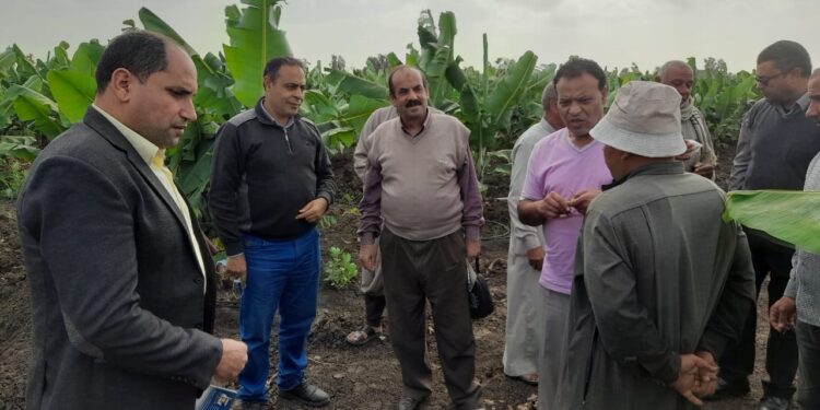 الموز من التجهيز للحصاد.. ندوة علمية بقرية النمر الشرقية بكفر الشيخ 1 الموز من التجهيز للحصاد