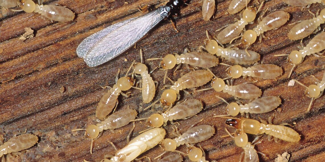 النمل الأبيض الطائر