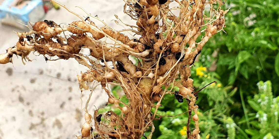 علاج النيماتودا