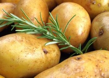 مزارعي البطاطس