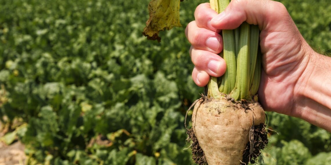 بنجر السكر.. علامات الإصابة بـ"التبقع السلكسفوري" و"العفن الجذري" 1 بنجر السكر