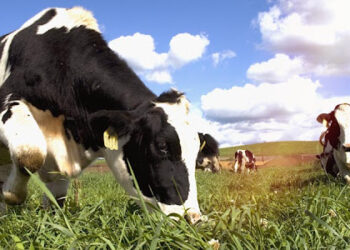 تغذية التسمين والحلاب