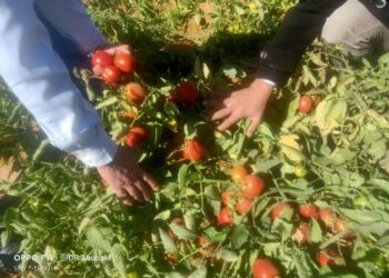 تقاوي الخضر