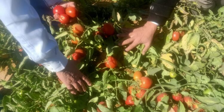 تقاوي الخضر