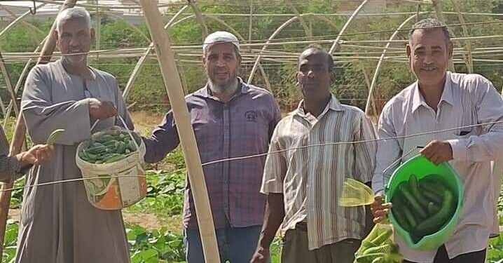 مديرية الزراعة بالبحر الأحمر تطرح باكورة إنتاج "صوب الخضر" بمنافذها 1 مديرية الزراعة بالبحر الأحمر