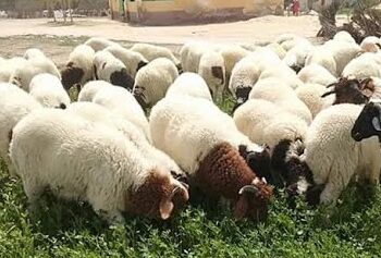 لحوم الأضاحي