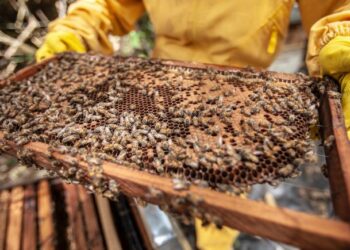 تعرف على أهم الفوارق ما بين العسل المصري ونظيره التونسي