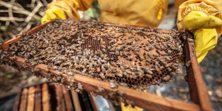 تعرف على أهم الفوارق ما بين العسل المصري ونظيره التونسي 1 تعرف على أهم الفوارق ما بين العسل المصري ونظيره التونسي