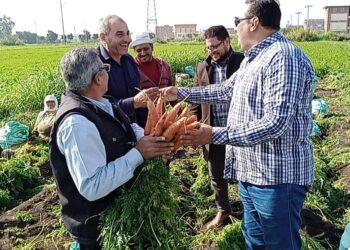 زراعات الجزر