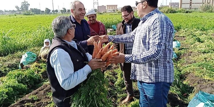"عبدالسميع" يتفقد زراعات الجزر والبطاطس بدمياط 1 زراعات الجزر
