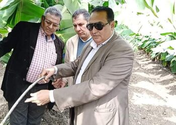 زراعات الموز