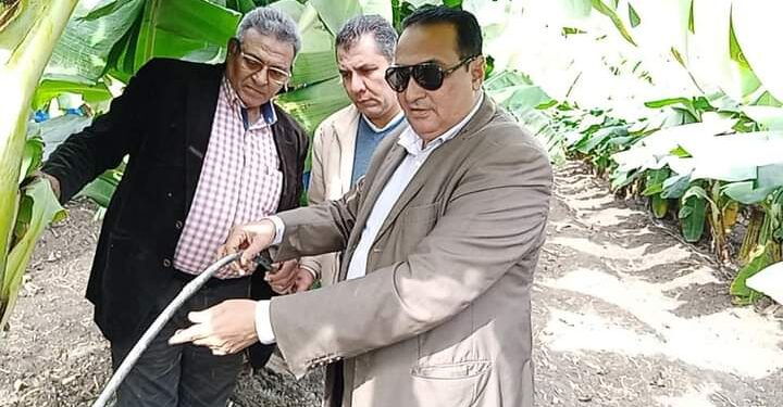 لتحولها للري الحديث.. وكيل زراعة دمياط يتفقد زراعات الموز 1 زراعات الموز