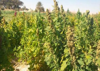 زراعة الكينوا