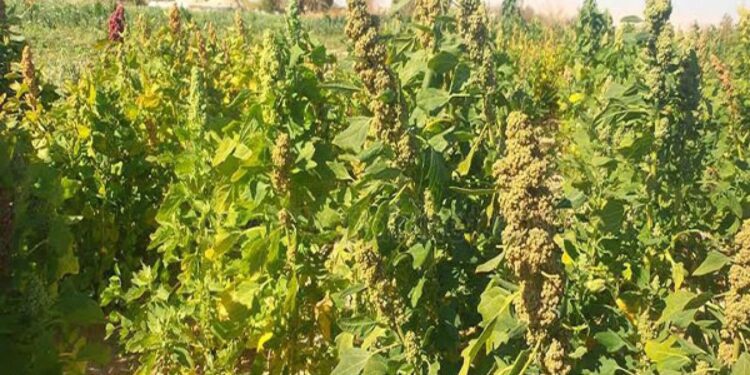 «بحوث الصحراء» يكشف سر نجاح زراعة الكينوا في الوادي الجديد 1 زراعة الكينوا