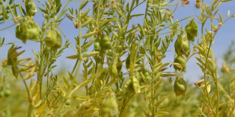 زراعة محصول العدس.. باحث يوضح أفضل الأصناف ومواعيد الزراعة وإنتاجية الفدان 1 زراعة محصول العدس