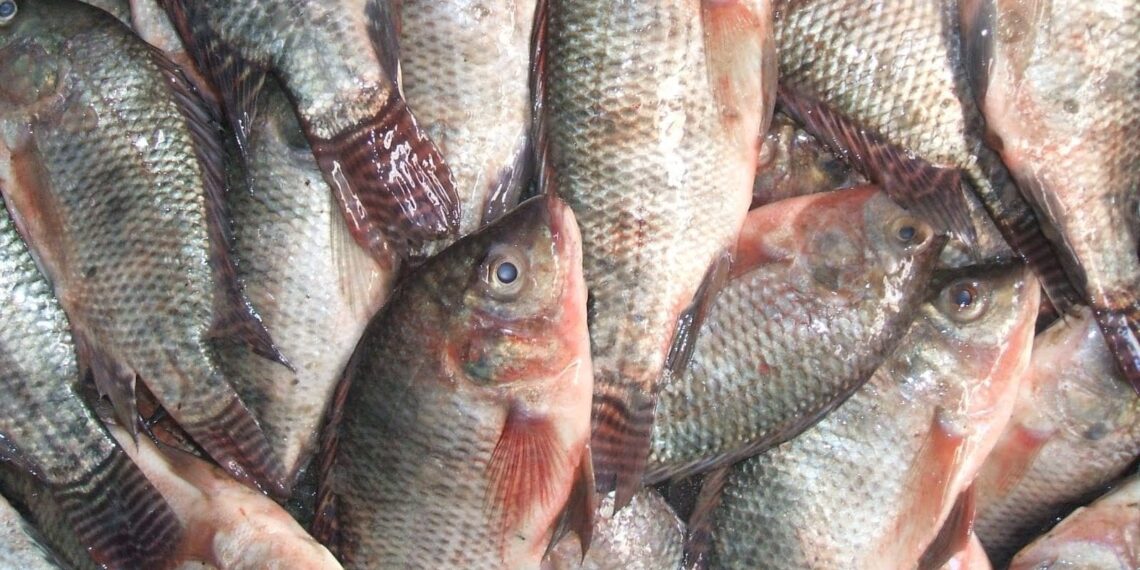 أسعار الأسماك 18 مارس 2024