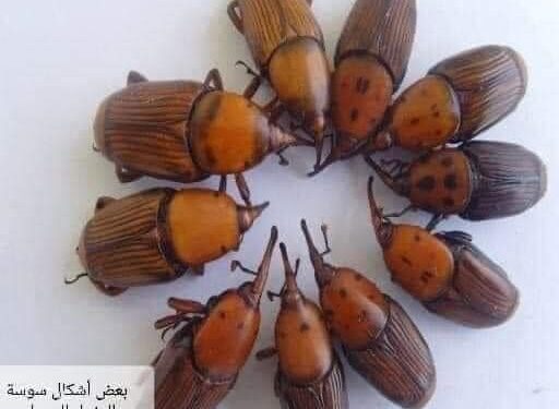 سوسة النخيل الحمراء.. وكيل زراعة الفيوم يُوصي بـ 10 طرق للمكافحة 1 سوسة النخيل