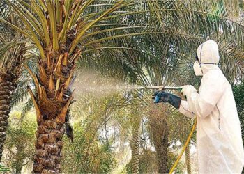 سوسة النخيل