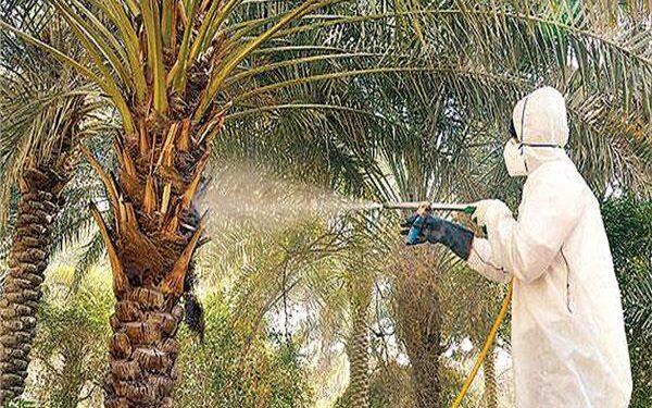 الزراعة تصدر التوصيات الفنية لمكافحة سوسة النخيل خلال فصل الشتاء 1 سوسة النخيل