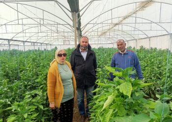 شتلات الخضر