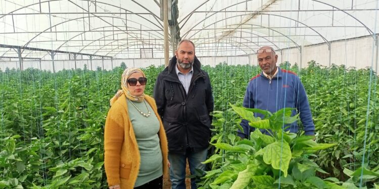 الزراعة تؤكد على ضرورة حصول المزارعين على شتلات الخضر من مصادر موثوق منها 1 شتلات الخضر