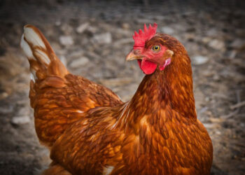 صناعة الإنتاج الداجني