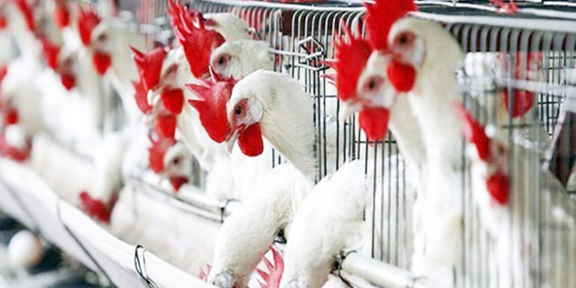 صناعة الدواجن وأبرز العقبات والحلول المتاحة