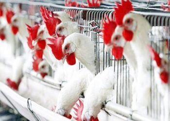 صناعة الدواجن وأبرز العقبات والحلول المتاحة