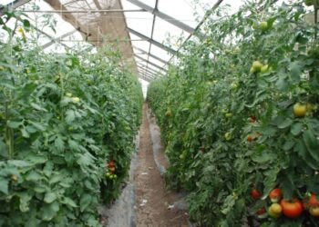 تسجيل هجن خضر