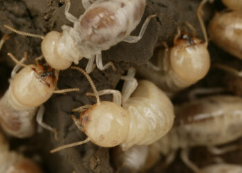 النمل الأبيض