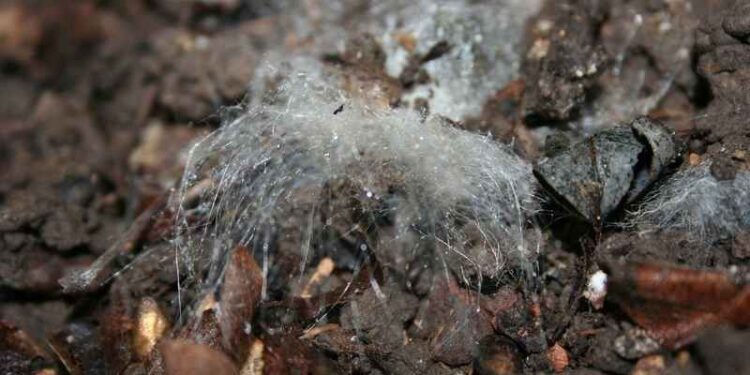 كيف تحمي أرضك من الإصابة بـ"عفن التربة"؟ تعرف على روشتة العلاج 1 عفن التربة