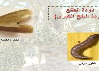 فراشة التمر الكبرى