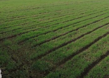 إرشادات شهر يناير للقمح