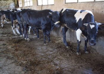 قواعد التغذية السليمة