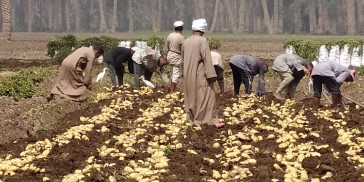 "فهيم" ينصح بمركب جيد لزيادة حجم درنات البطاطس قبل الجمع 1 ميبكوات الكلوريد