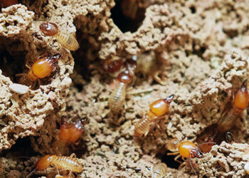 مستعمرات النمل تحت الأرضي