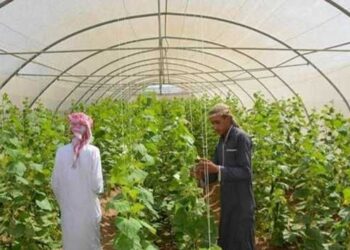 تنمية الأراضي الصحراوية