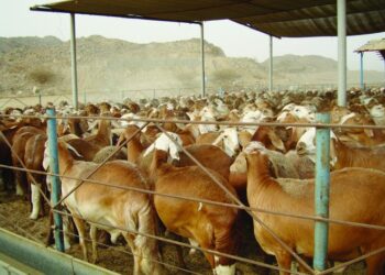 معهد بحوث الإنتاج الحيواني