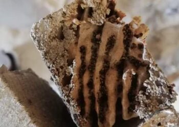 النمل الأبيض