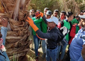 مكافحة سوسة النخيل الحمراء