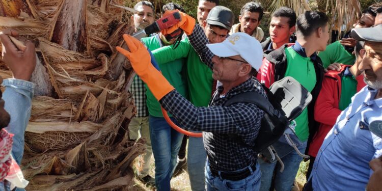 "مكافحة سوسة النخيل الحمراء" برنامج تدريبي لـ"وقاية النباتات" بالوادي الجديد 1 مكافحة سوسة النخيل الحمراء