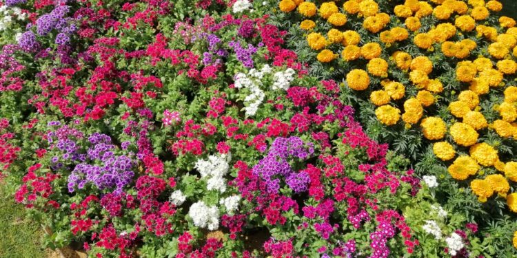 نباتات الزينة.. إنجازات هذه الصناعة وأبرز التحديات التي تواجهها 1 أبرز العقبات التي تواجه صناعة نباتات الزينة