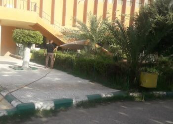 سوسة النخيل الحمراء