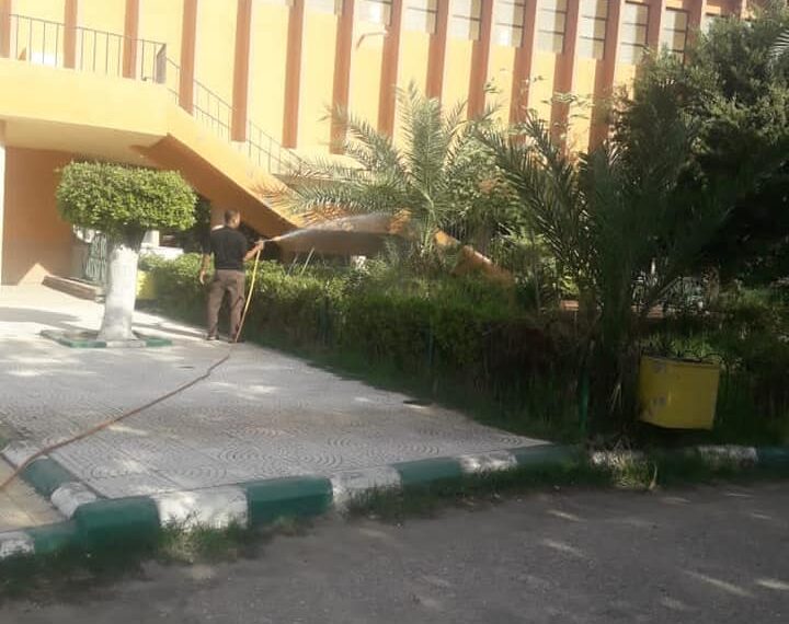 سوسة النخيل الحمراء