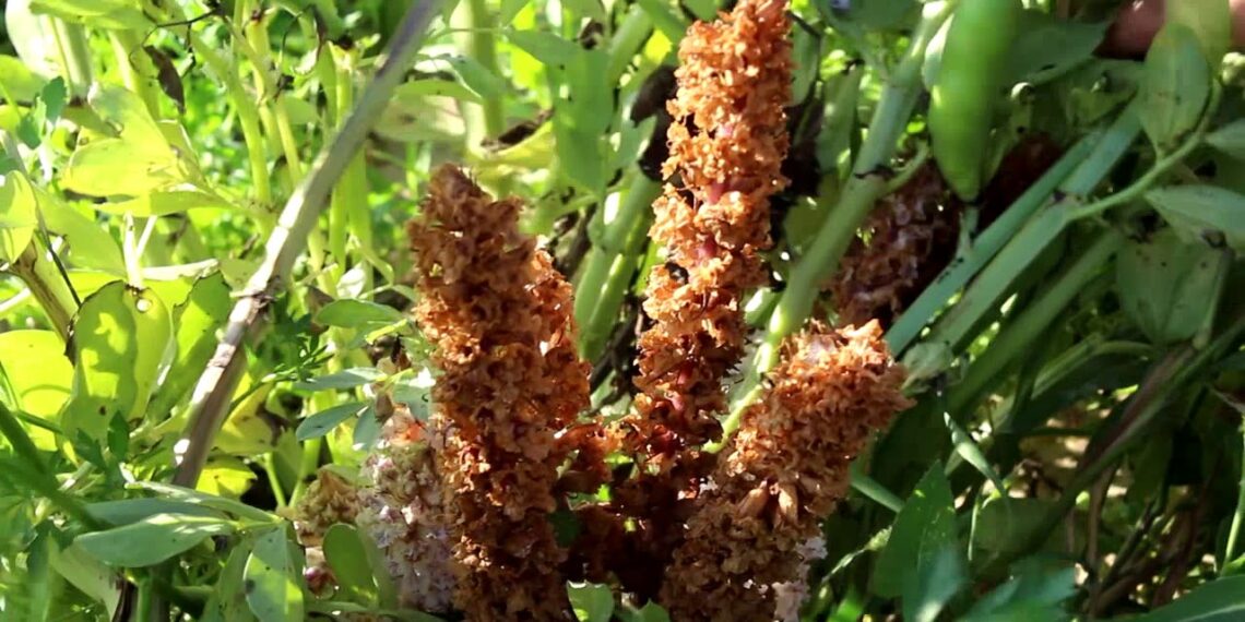 محصول الفول